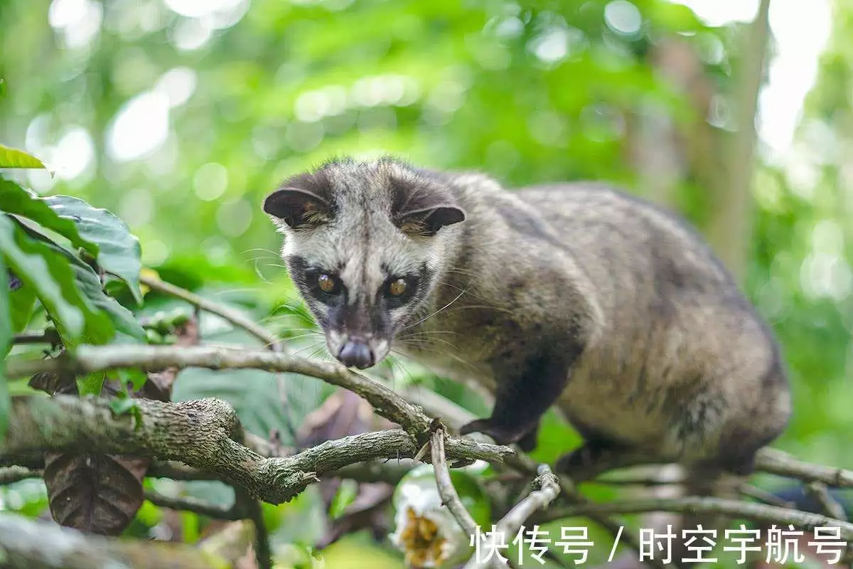 猫屎咖啡的做法_咖啡做法猫屎怎么做_猫屎咖啡做法不人道